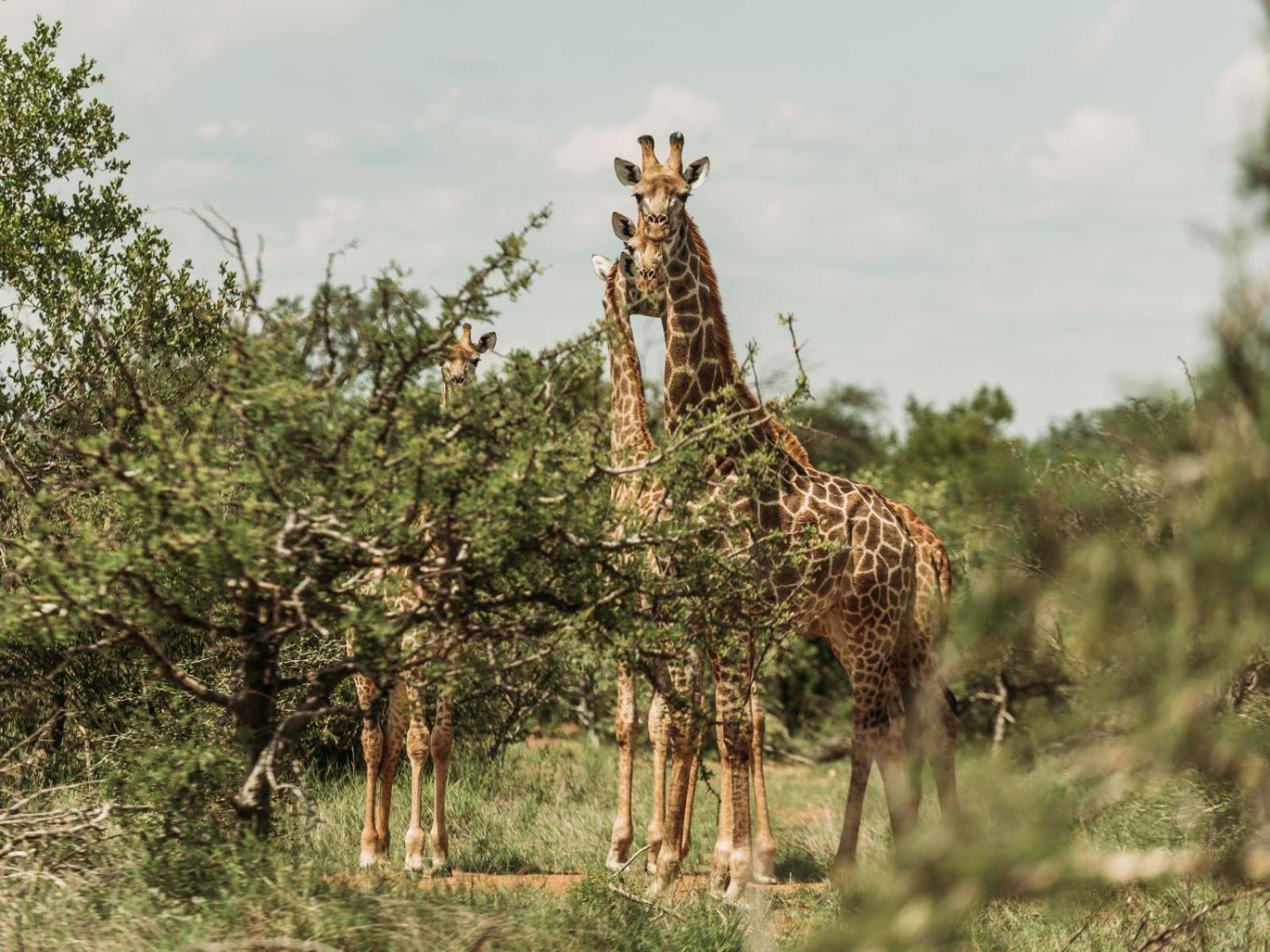 Maroelani Lodge- Greater Kruger Private Reserve هويدزبروت المظهر الخارجي الصورة