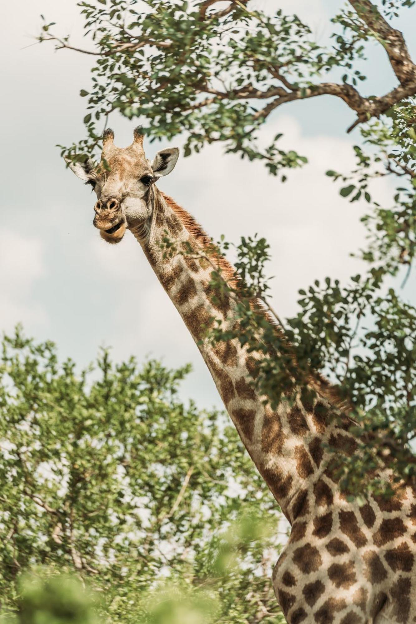 Maroelani Lodge- Greater Kruger Private Reserve هويدزبروت المظهر الخارجي الصورة