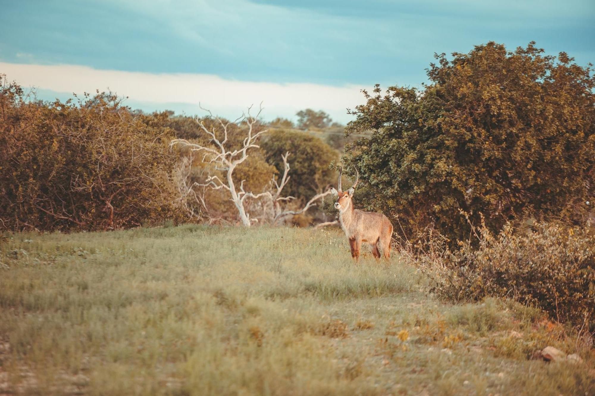 Maroelani Lodge- Greater Kruger Private Reserve هويدزبروت المظهر الخارجي الصورة