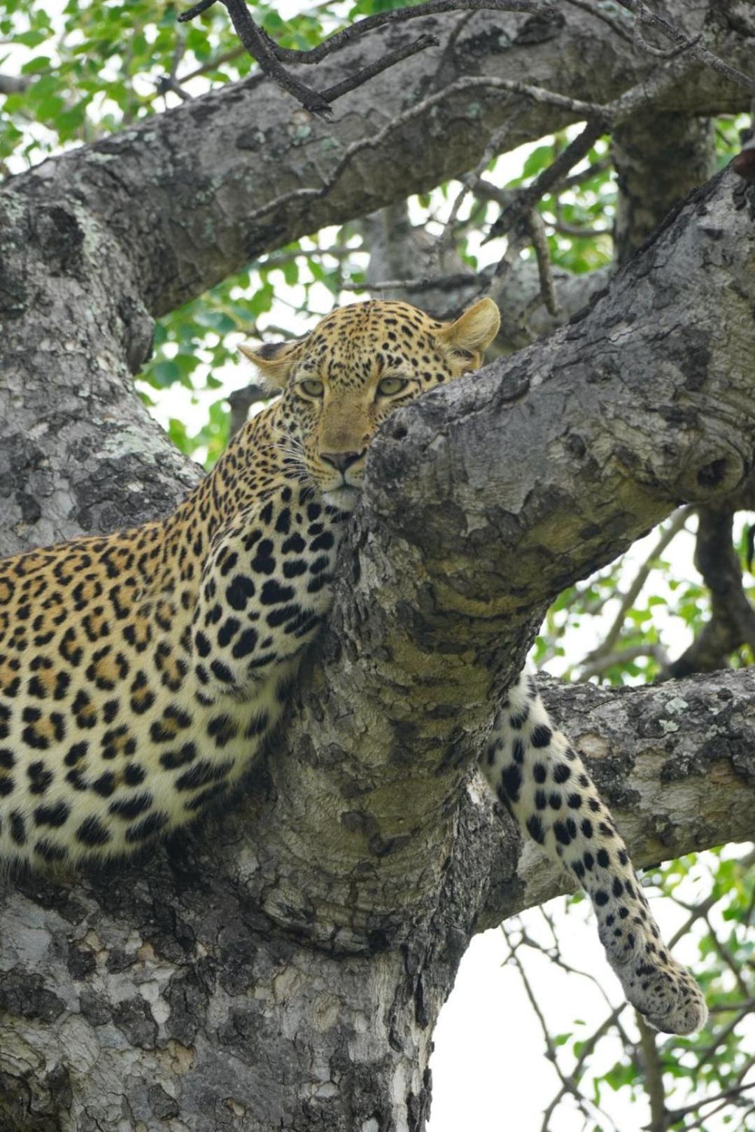 Maroelani Lodge- Greater Kruger Private Reserve هويدزبروت المظهر الخارجي الصورة