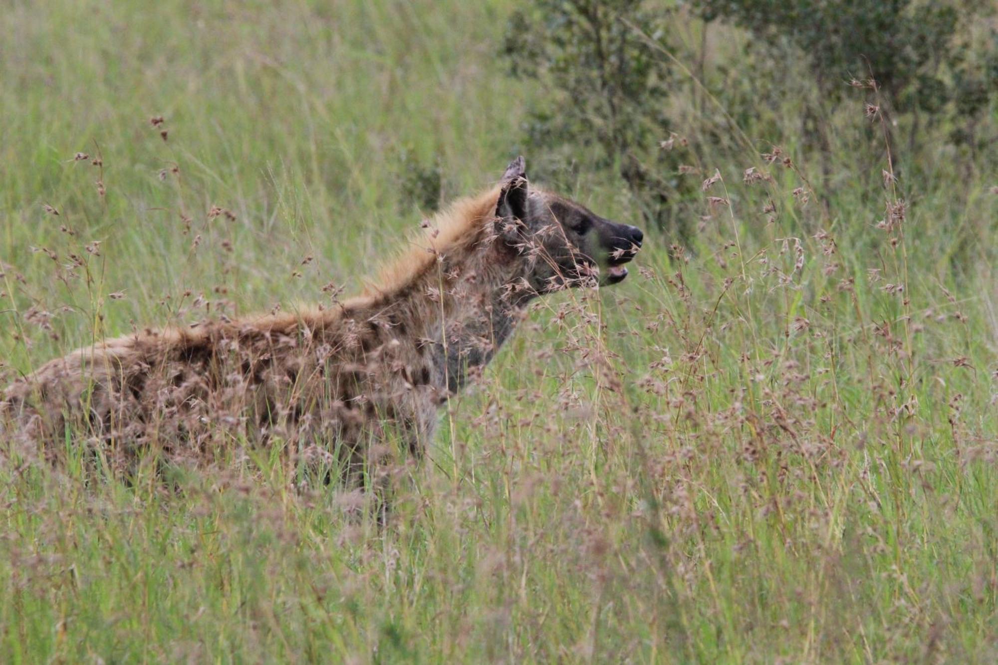 Maroelani Lodge- Greater Kruger Private Reserve هويدزبروت المظهر الخارجي الصورة