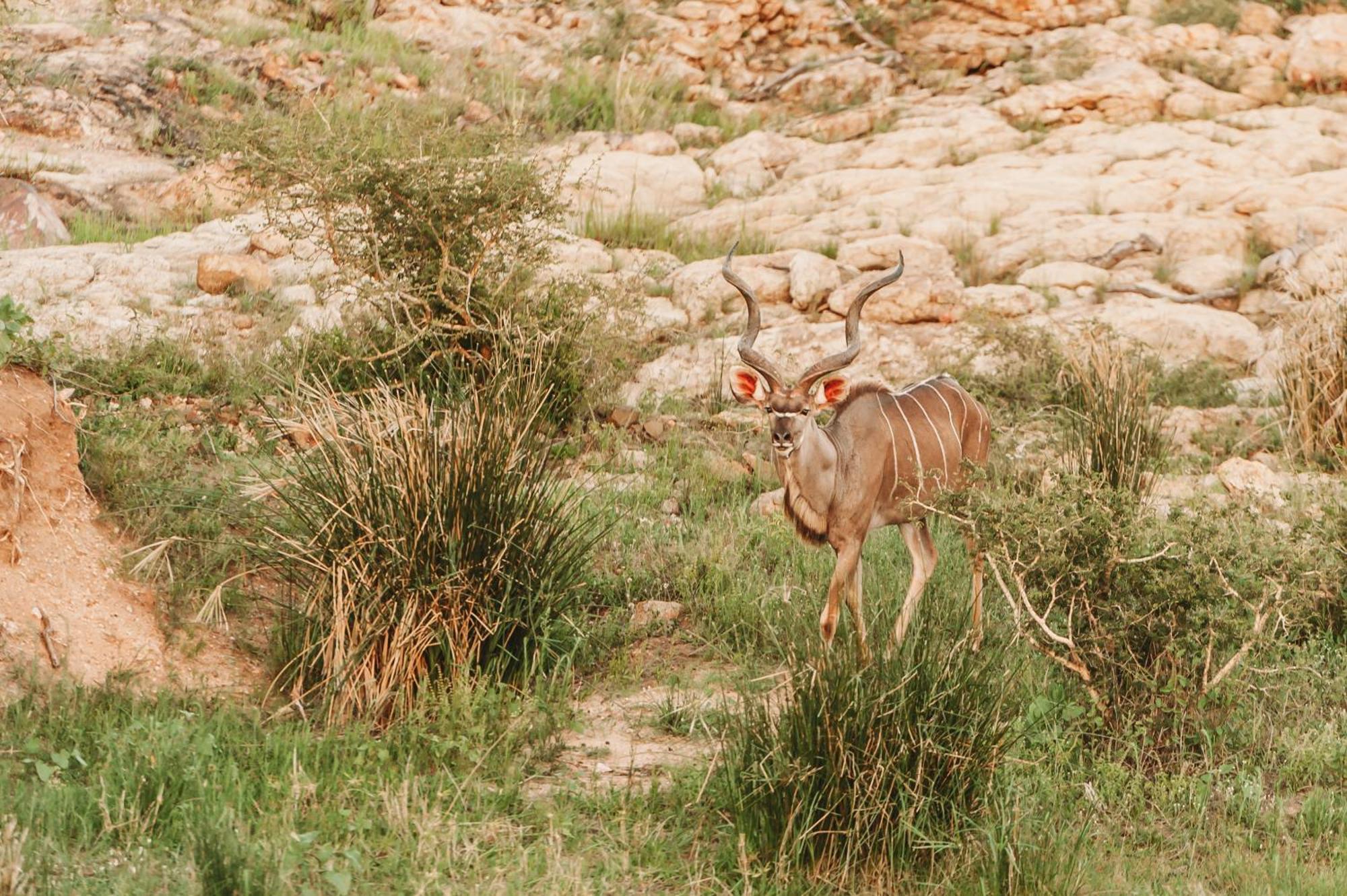 Maroelani Lodge- Greater Kruger Private Reserve هويدزبروت المظهر الخارجي الصورة